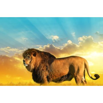 Lais Puzzle - Löwe - 2.000 Teile