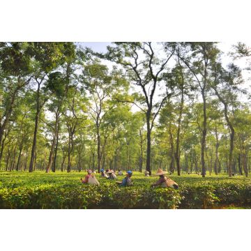 Lais Puzzle - Teegartenarbeiterinnen pflücken Teeblätter in Assam - Indien - 2.000 Teile