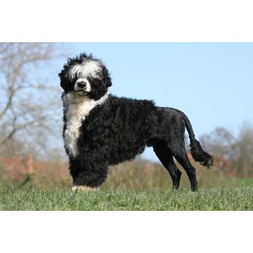 Lais Puzzle - Portugiesischer Wasserhund - 2.000 Teile
