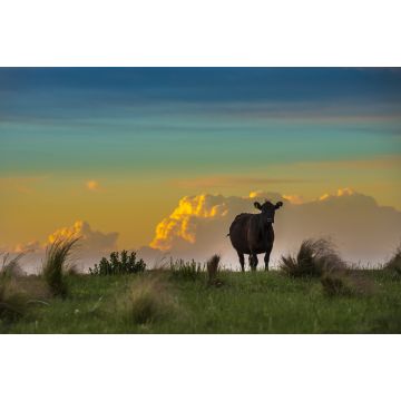 Lais Puzzle - Pampa-Landschaft, La Pampa, Argentinien - 2.000 Teile