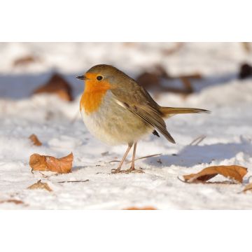 Lais Puzzle - Rotkehlchen im Schnee - 2.000 Teile