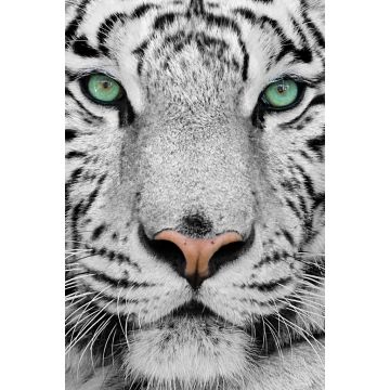 Lais Puzzle - Weißer Tiger - 2.000 Teile