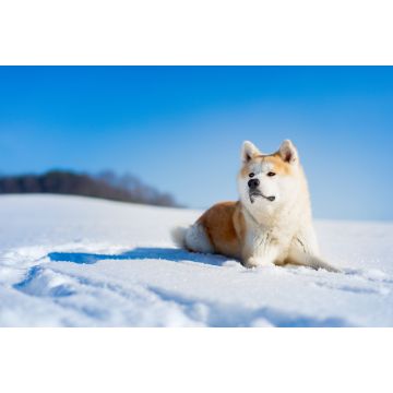 Lais Puzzle - Akita Inu - 2.000 Teile