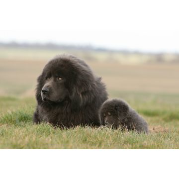 Lais Puzzle - Tibetdogge - 2.000 Teile