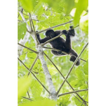 Lais Puzzle - Peru, Manu-Nationalpark, Schwarzer Heuler im Baum - 2.000 Teile