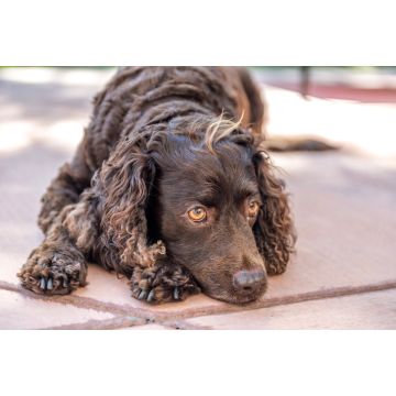 Lais Puzzle - American Water Spaniel - 2.000 Teile