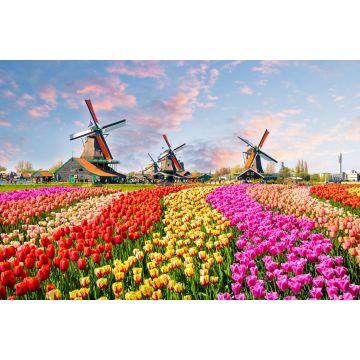 Lais Puzzle - Landschaft mit Tulpen in Zaanse Schans, Niederlande, Europa - 2.000 Teile