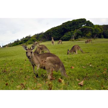 Lais Puzzle - Kängurus in der Nähe eines Pazifikstrandes in Australien - 2.000 Teile