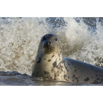 Lais Puzzle - Kegelrobbe, Donna Nook, Lincolnshire, England - 2.000 Teile