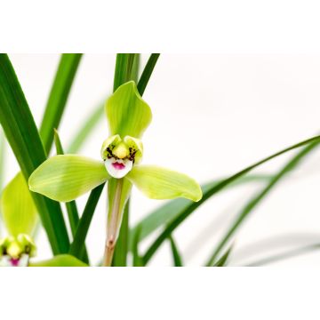 Lais Puzzle - Orchideen blühen im Frühjahr - 2.000 Teile