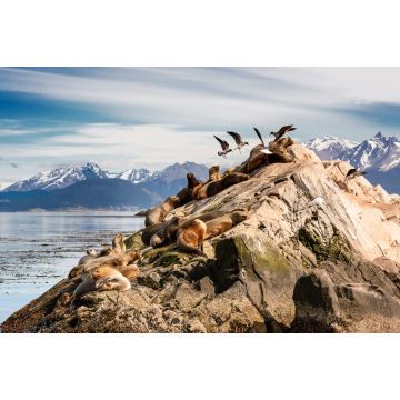 Lais Puzzle - Seelöwen und Albatrosse auf der Insel im Beagle-Kanal bei Ushuaia. Argentinien - 2.000 Teile