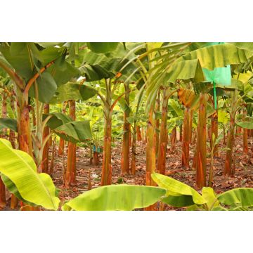 Lais Puzzle - Bananenplantage in der Provinz Magdalena, Kolumbien - 2.000 Teile