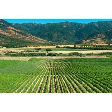 Lais Puzzle - Colchagua Tal, Chile - 2.000 Teile
