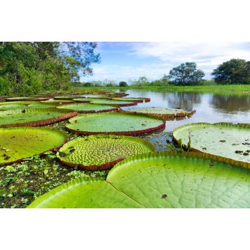 Lais Puzzle - Victoria Regia im Amazonas-Regenwald, Kolumbien - 2.000 Teile