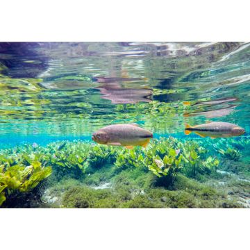 Lais Puzzle - Schnorcheln in Bonito, Mato Grosso do Sul, in Brasilien - 2.000 Teile
