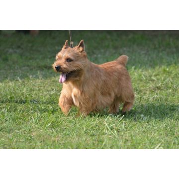 Lais Puzzle - Glen of Imaal Terrier - 2.000 Teile