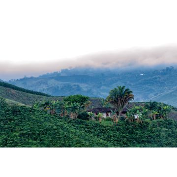 Lais Puzzle - Schöner Blick auf eine Kaffeeplantage im Morgengrauen bei Manizales, Kolumbien - 2.000 Teile