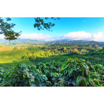 Lais Puzzle - Blick auf eine Kaffeeplantage bei Manizales, Kolumbien - 2.000 Teile