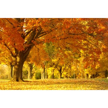 Lais Puzzle - Waldlandschaft im Herbst - 2.000 Teile