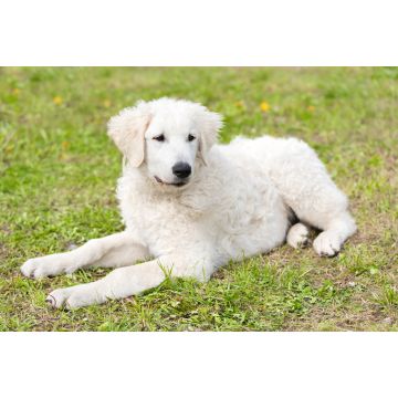Lais Puzzle - Kuvasz - 2.000 Teile