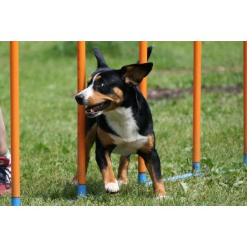 Lais Puzzle - Entlebucher Sennenhund - 2.000 Teile