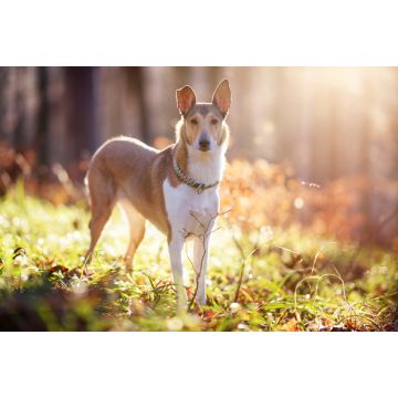 Lais Puzzle - Kurzhaarcollie - 2.000 Teile