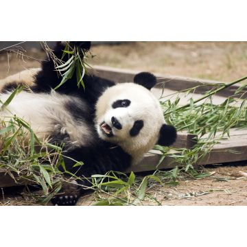 Lais Puzzle - Panda frisst Bambus, China - 2.000 Teile