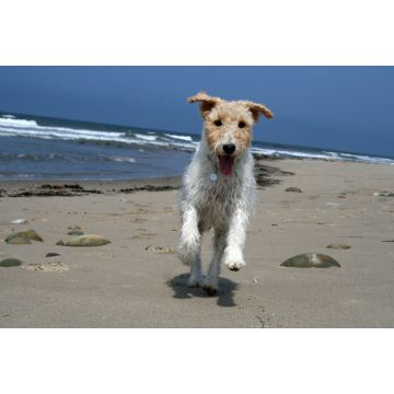 Lais Puzzle - Foxterrier Drahthaar - 2.000 Teile