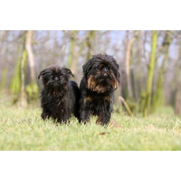 Lais Puzzle - Griffon Belge - 2.000 Teile