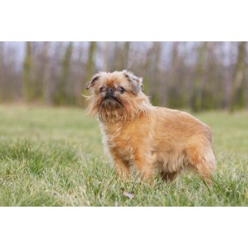 Lais Puzzle - Griffon Bruxellois - 2.000 Teile