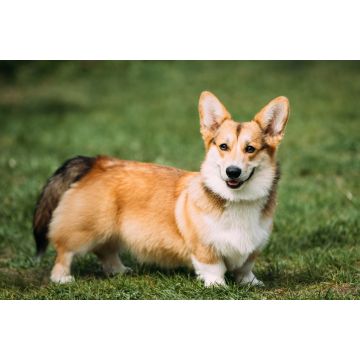 Lais Puzzle - Welsh Corgi Pembroke - 2.000 Teile