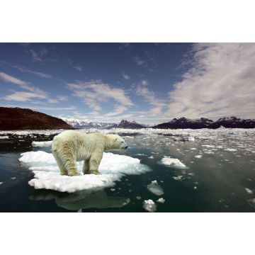 Lais Puzzle - Eisbär auf Scholle - 2.000 Teile