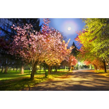 Lais Puzzle - Ukrainische Sakura in den Karpaten - 2.000 Teile