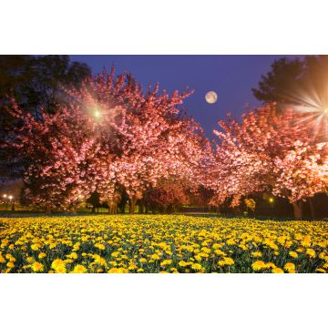 Lais Puzzle - Ukrainische Sakura in den Karpaten - 2.000 Teile