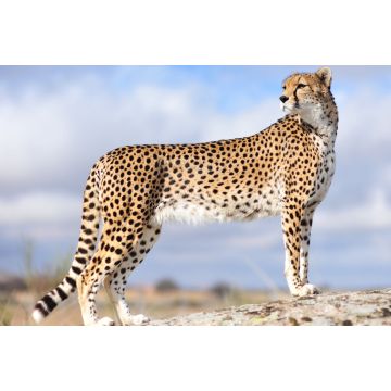 Lais Puzzle - Gepard - 2.000 Teile