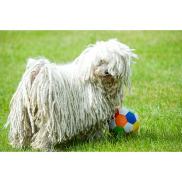 Lais Puzzle - Puli - 2.000 Teile