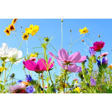 Lais Puzzle - Blumen - 2.000 Teile