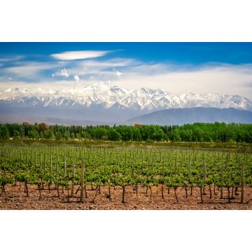 Lais Puzzle - Weinberg bei Mendoza - 2.000 Teile