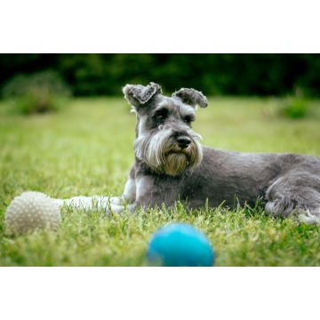 Lais Puzzle - Zwergschnauzer - 2.000 Teile