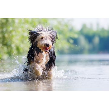 Lais Puzzle - Bearded Collie - 2.000 Teile