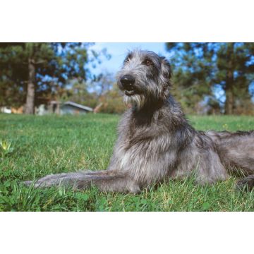 Lais Puzzle - Deerhound - 2.000 Teile
