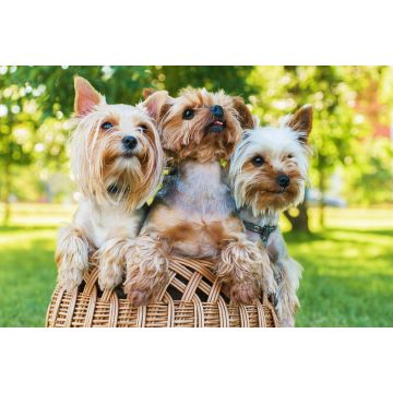 Lais Puzzle - Yorkshire Terrier - 2.000 Teile