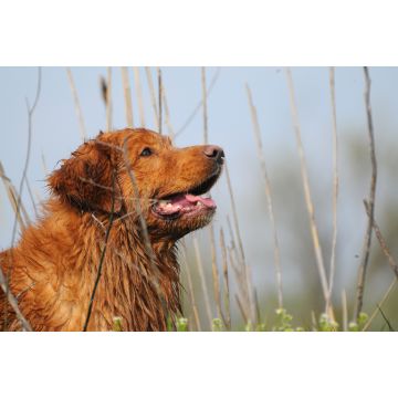 Lais Puzzle - Nova Scotia Duck Tolling Retriever - 2.000 Teile