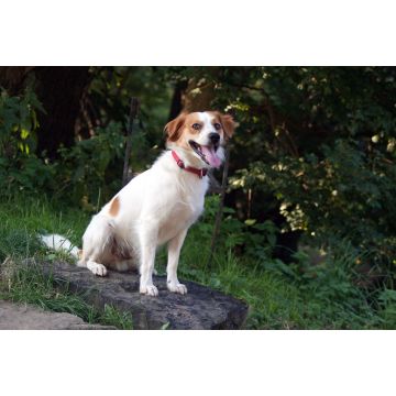 Lais Puzzle - Kromfohrländer - 2.000 Teile