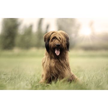 Lais Puzzle - Briard - 2.000 Teile