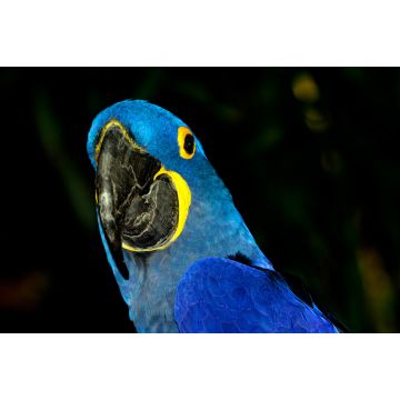 Lais Puzzle - Hyazinth-Ara (Anodorhynchus hyacinthinus) mit lebhaftem, tiefblauem Gefieder - 2.000 Teile
