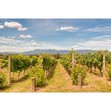 Lais Puzzle - Reihen von Reben in einem Weinberg im Yarra Valley - Yarra Glen, Victoria, Australien - 2.000 Teile