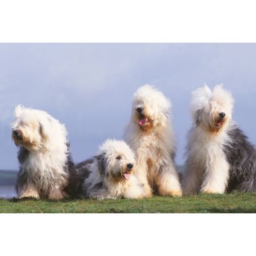 Lais Puzzle - Bobtail - 2.000 Teile