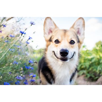 Lais Puzzle - Welsh Corgi - 2.000 Teile