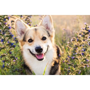 Lais Puzzle - Welsh Corgi - 2.000 Teile